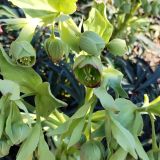 View full-size image Helleborus foetidus