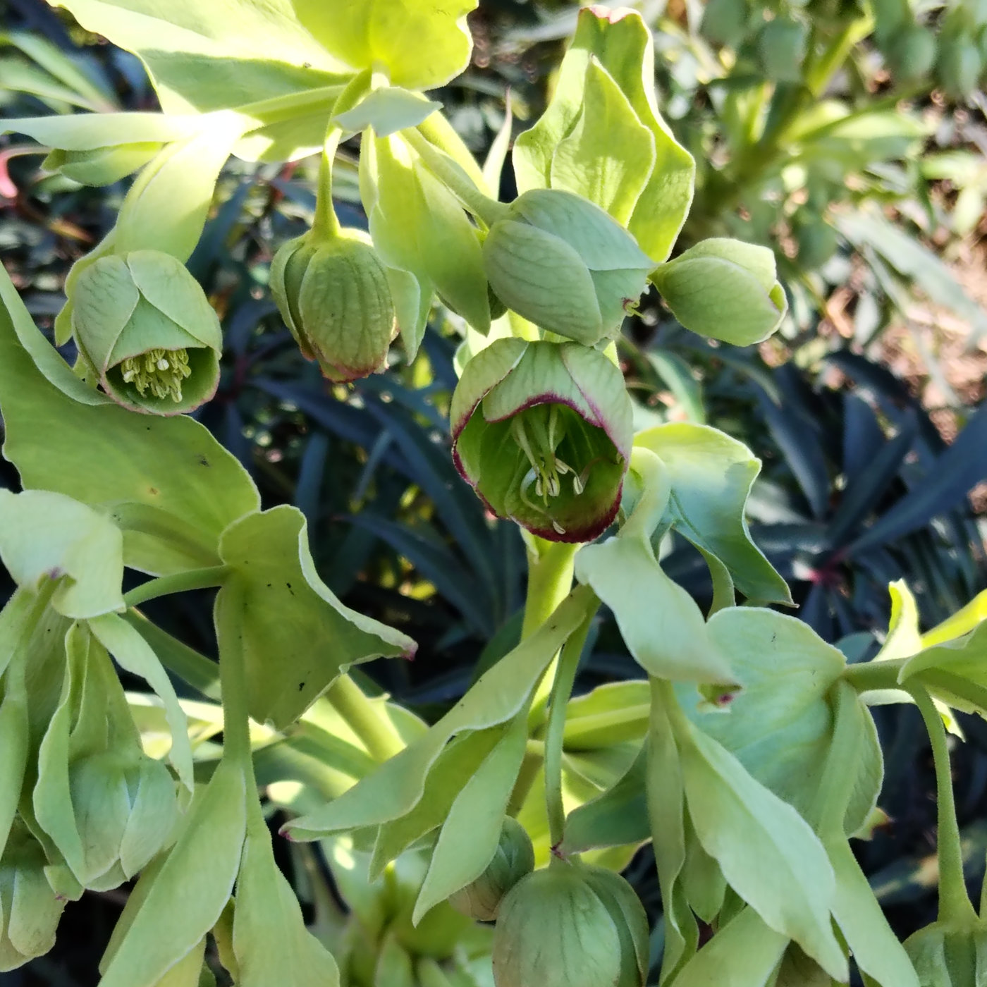 Image of Helleborus foetidus specimen.