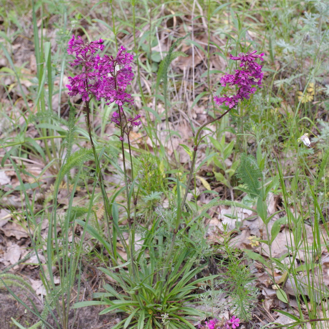 Image of Viscaria vulgaris specimen.
