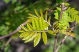 Sorbus aucuparia subspecies glabrata. Молодые листья. Мурманск, Октябрьский р-н, в культуре. 31.05.2025.