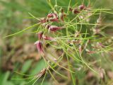 Poa bulbosa подвид vivipara