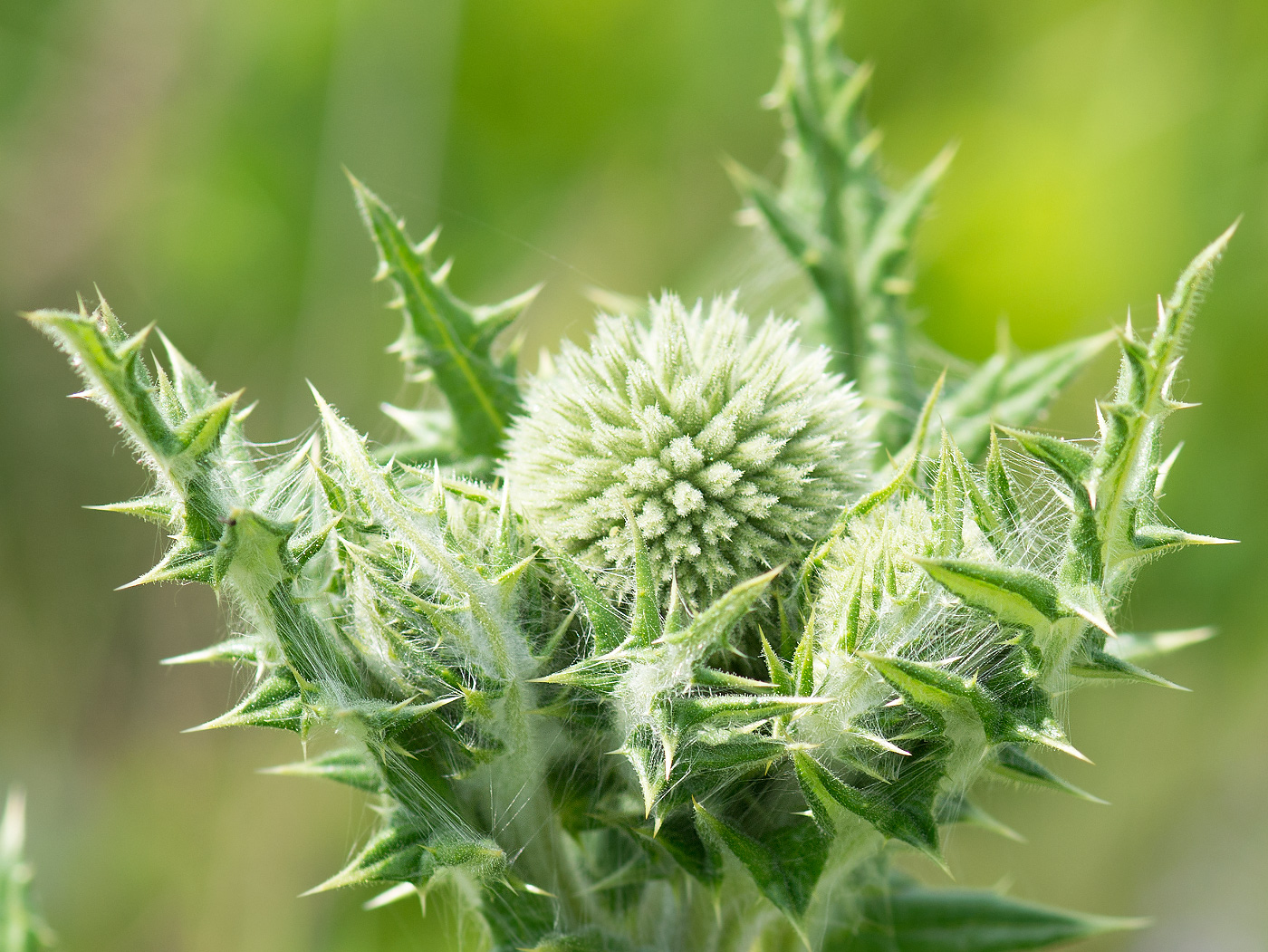 Изображение особи Echinops sphaerocephalus.