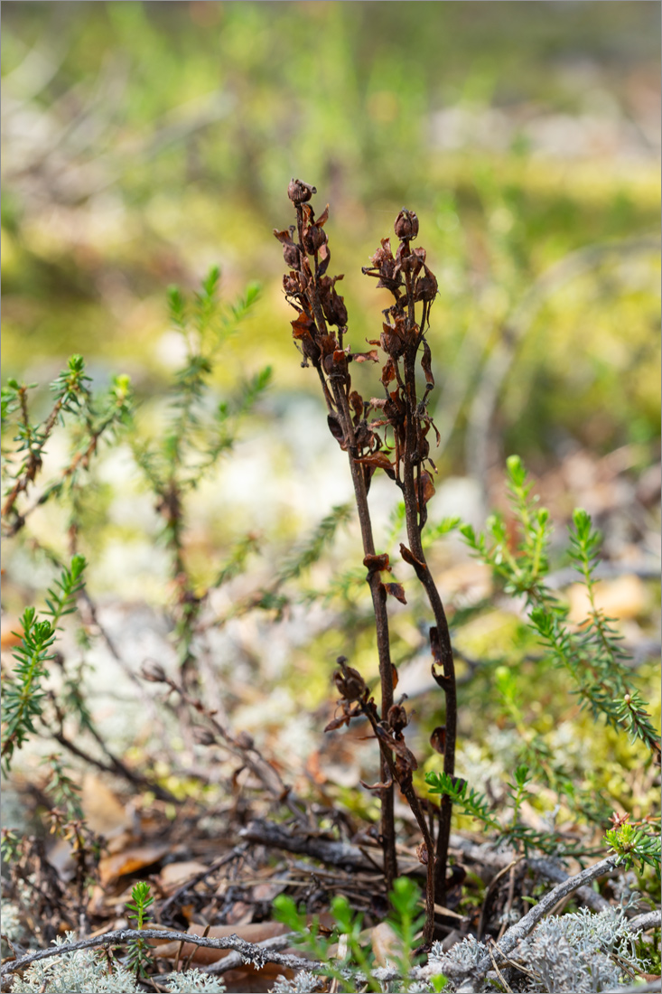 Image of Hypopitys monotropa specimen.