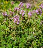 род Thymus