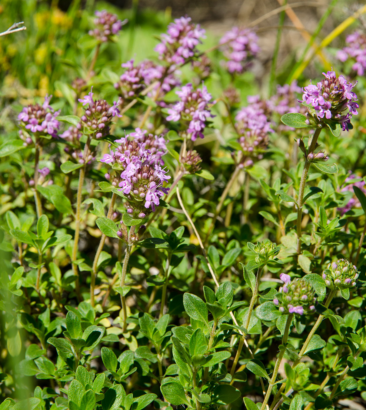 Изображение особи род Thymus.
