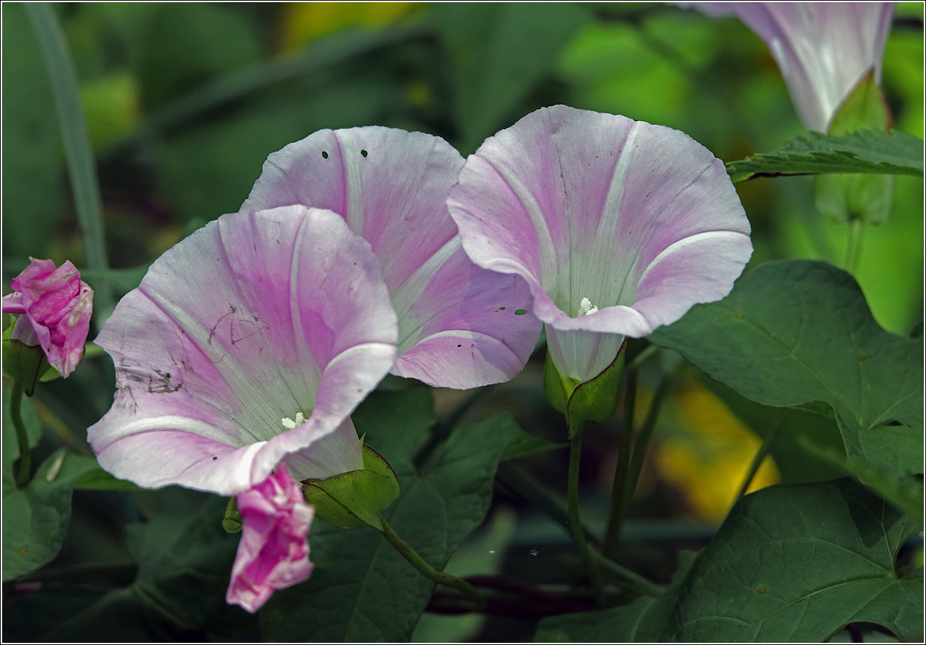 Image of Calystegia spectabilis specimen.