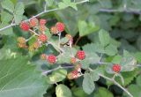 род Rubus. Верхушка побега с незрелыми плодами. Узбекистан, г. Ташкент, Ботанический сад им. Ф.Н. Русанова, в культуре. 04.08.2025.
