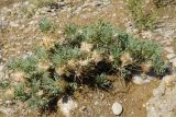 Astragalus pterocephalus