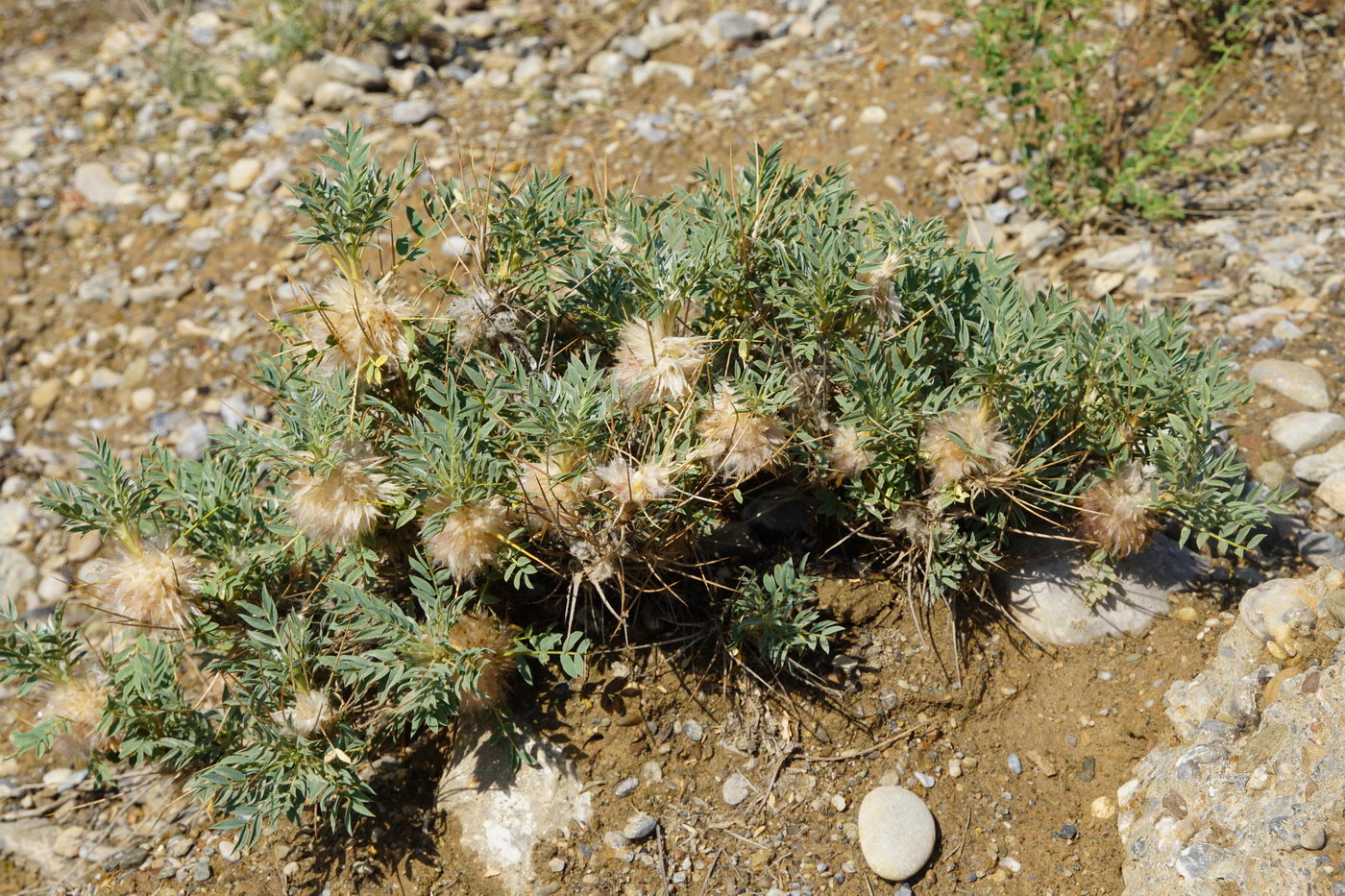 Image of Astragalus pterocephalus specimen.