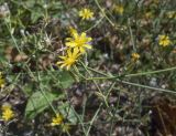 Chondrilla juncea. Верхушки побегов с соцветиями разной степени развития. Испания, Каталония, пров. Жирона, комарка Баш Эмпорда, муниципалитет Калонже, пустырь, скашиваемая полоса вдоль тротуара. 04.09.2025.