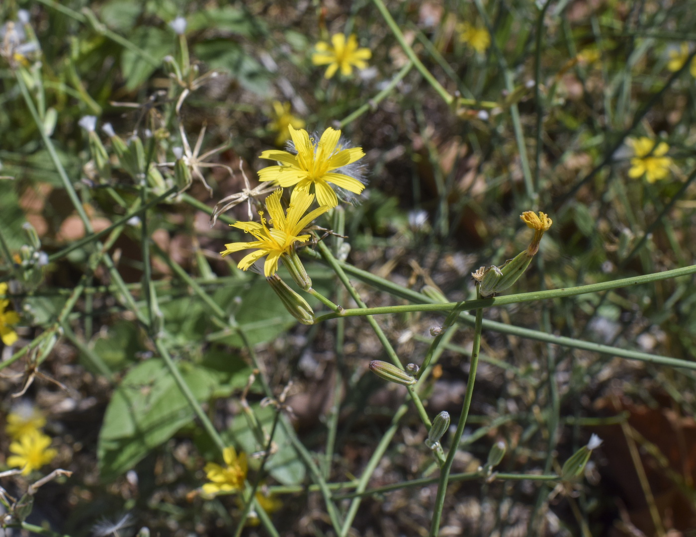 Image of Chondrilla juncea specimen.