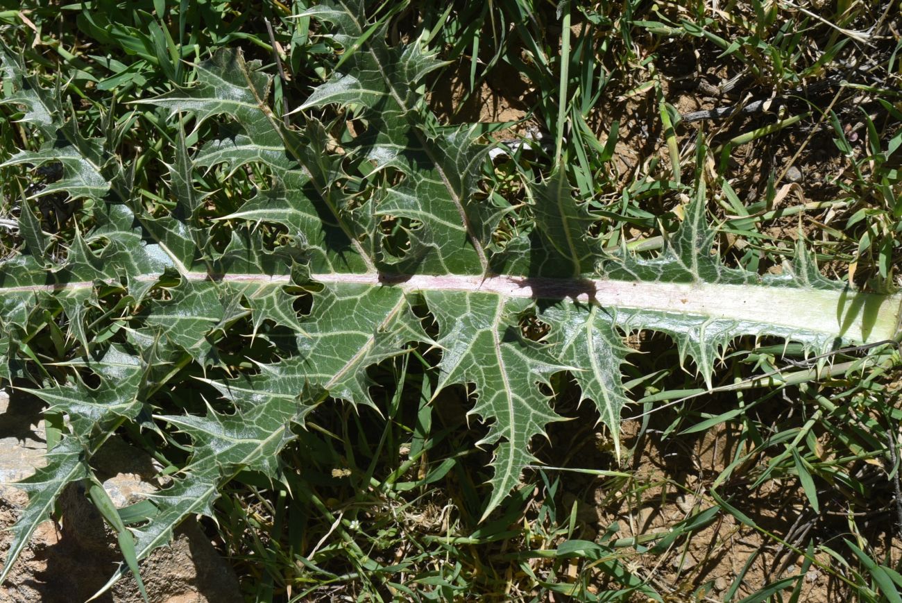Image of Gundelia tournefortii specimen.