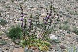Phlomoides zenaidae
