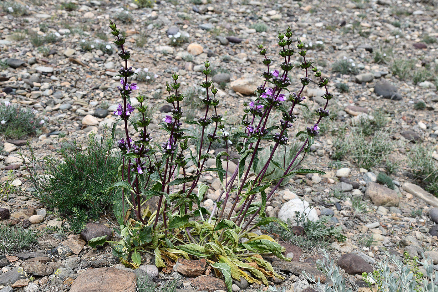 Изображение особи Phlomoides zenaidae.