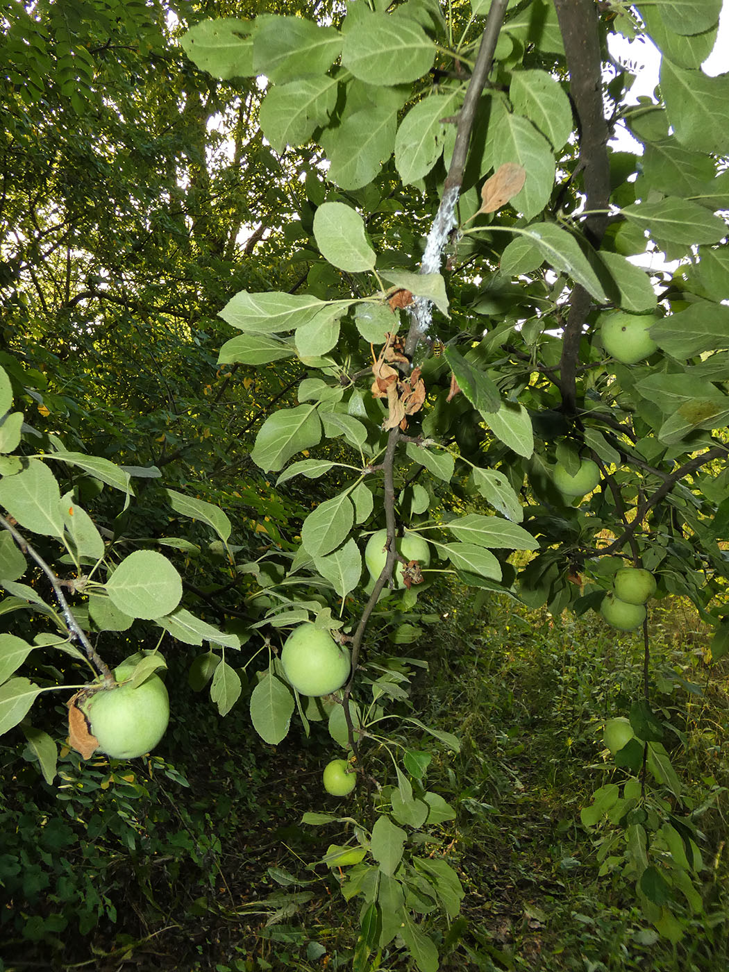 Image of Malus domestica specimen.