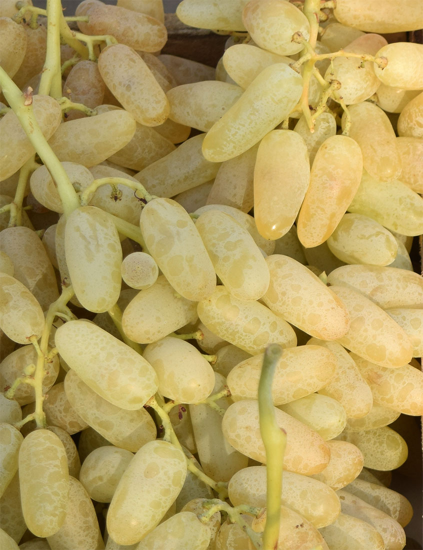 Изображение особи Vitis vinifera.