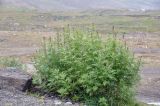 genus Artemisia. Плодоносящее растение. Камчатский край, Елизовский р-н, природный парк \"Южно-Камчатский\", подножие вулкана Горелый. 04.09.2025.