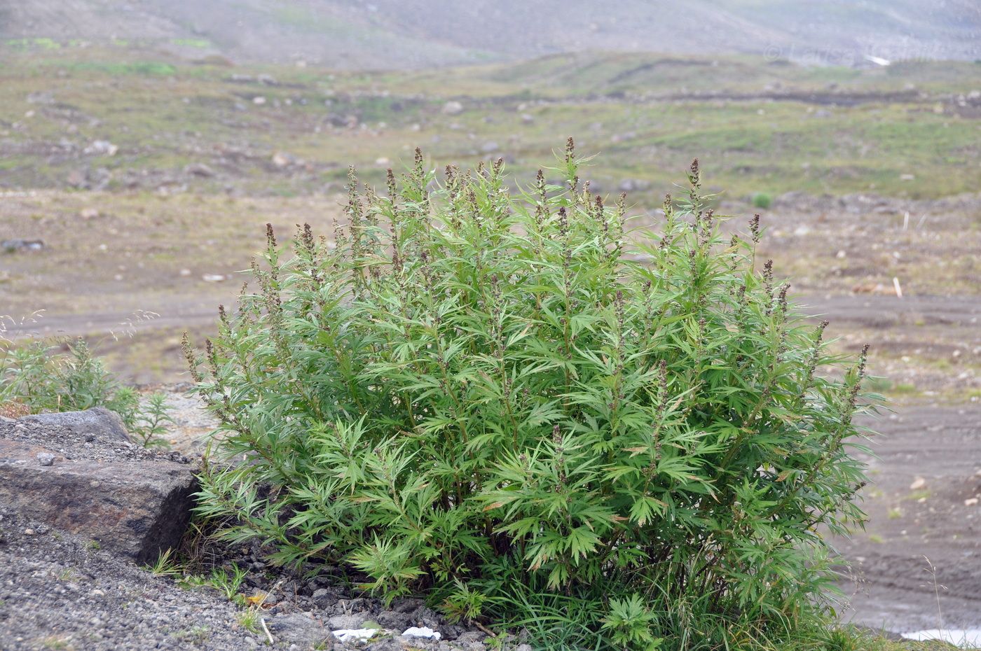 Image of genus Artemisia specimen.