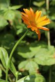 Calendula officinalis. Верхушка побега с соцветием. Беларусь, Витебская обл., пос. Езерище, используемая как стихийная свалка старая выемка грунта среди суходольного луга. 13.08.2025.