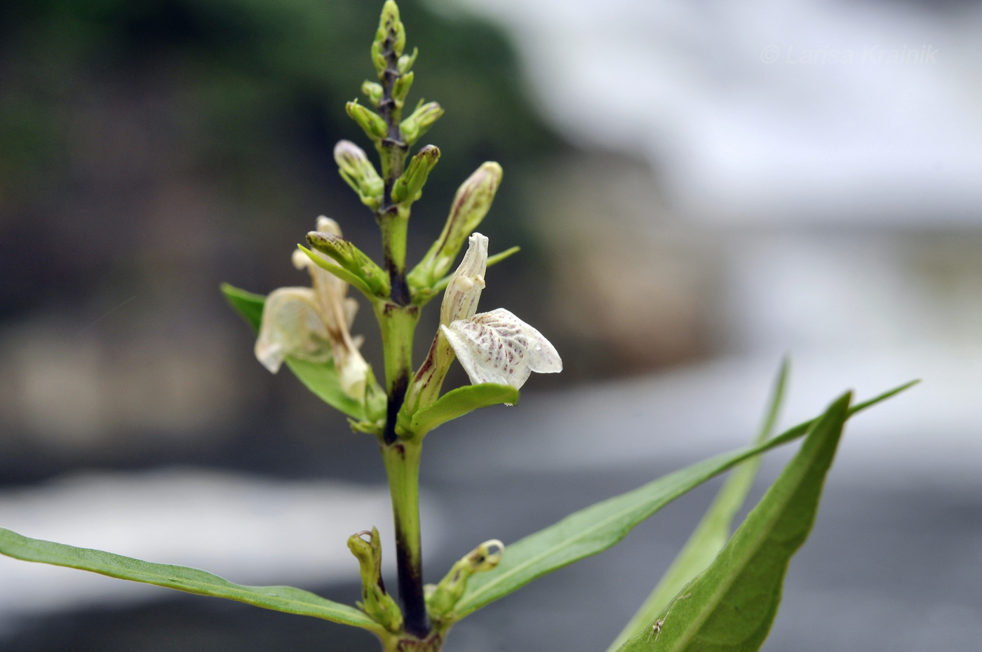 Image of Justicia gendarussa specimen.