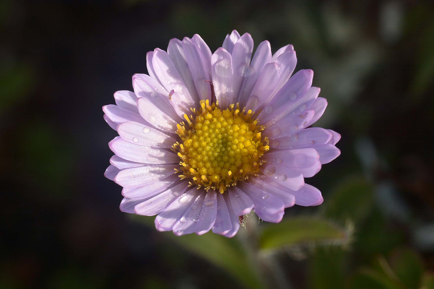Image of Erigeron thunbergii specimen.