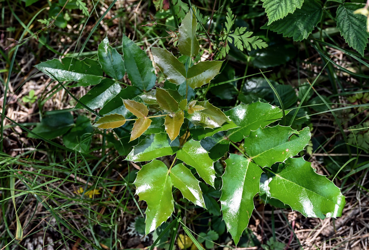 Изображение особи Mahonia aquifolium.
