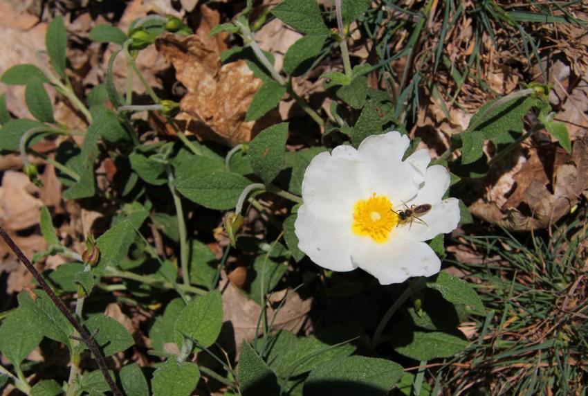 Изображение особи Cistus salviifolius.