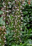 Acanthus mollis. Части соцветий. Китай, г. Шанхай, в культуре. 25.05.2025.