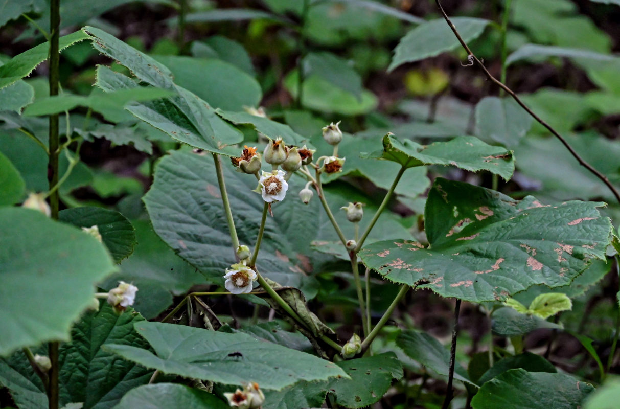 Изображение особи Rubus irenaeus.