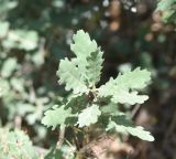 Quercus brantii. Листья. Турция, ил Ширнак, окр. Шеноба, дубовая роща. 25 мая 2025 г.