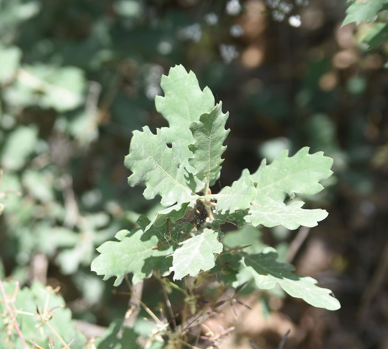 Изображение особи Quercus brantii.