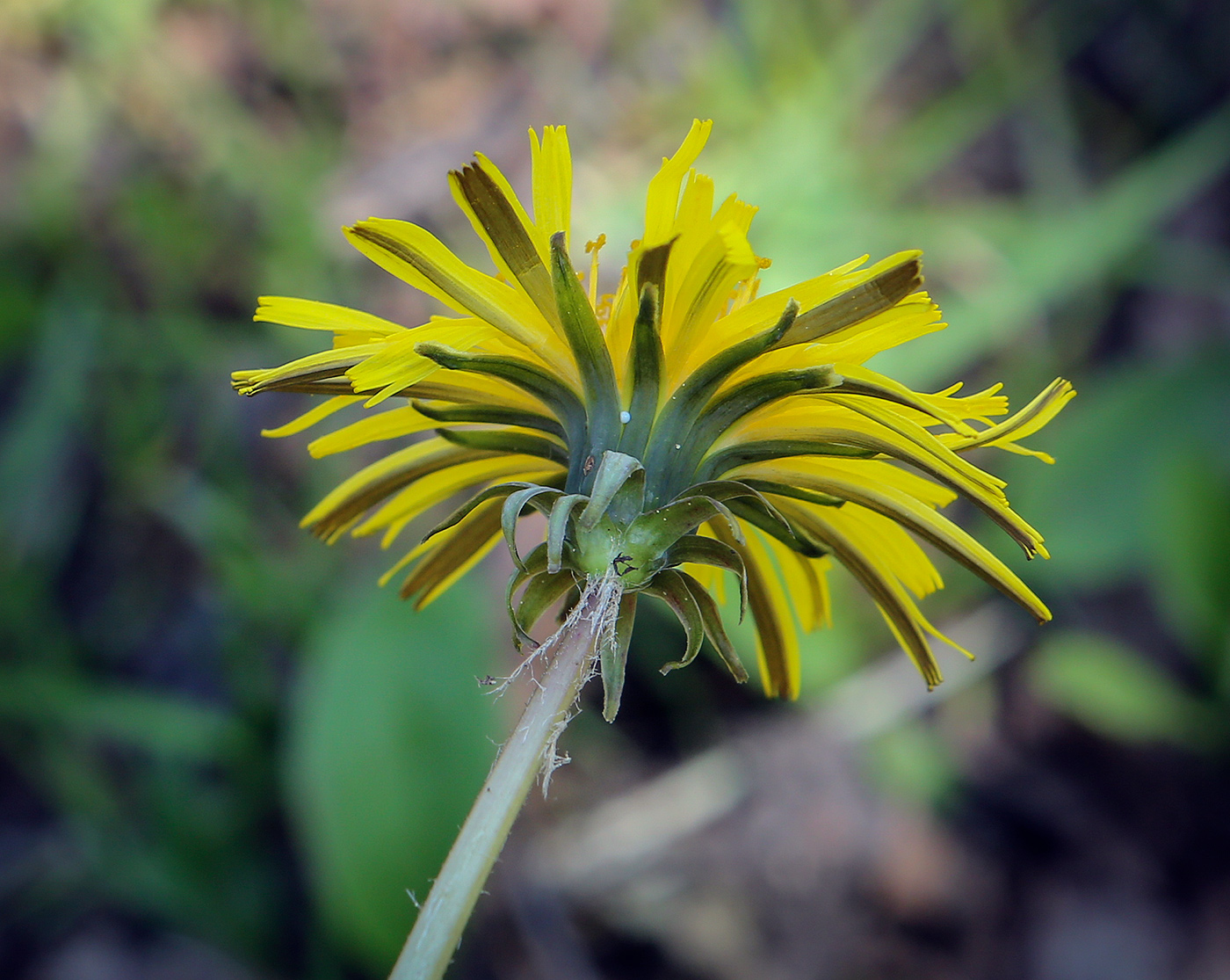 Изображение особи род Taraxacum.