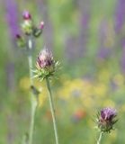 unknown species. Верхушка плодоносящего растения. Турция, ил Карс, р-н Кагызман, правый берег р. Акчай в 1,5 км ниже дер. Акчай, выс. 1160 м н.у.м., луг. 27 мая 2025 г.