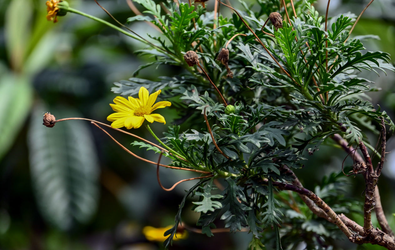 Image of Euryops pectinatus specimen.