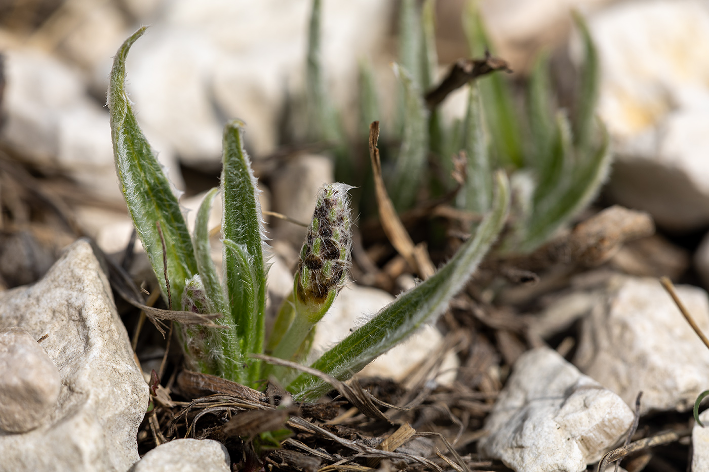 Image of Plantago atrata specimen.