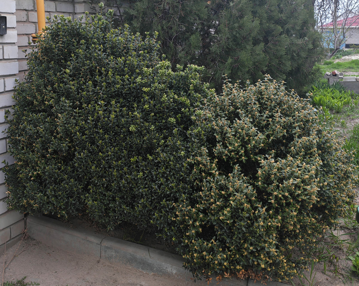 Изображение особи Buxus sempervirens.