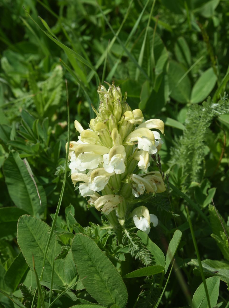 Изображение особи Pedicularis sibthorpii.