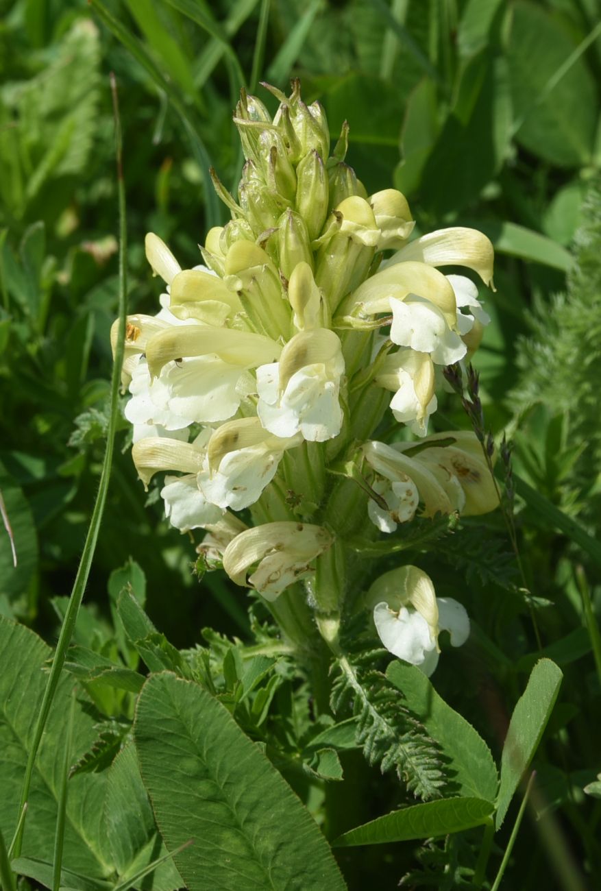 Изображение особи Pedicularis sibthorpii.