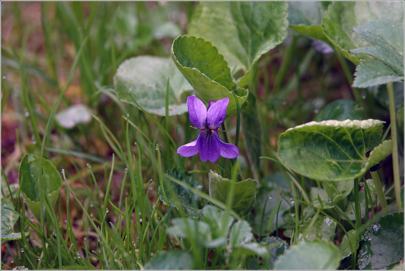 Изображение особи Viola odorata.