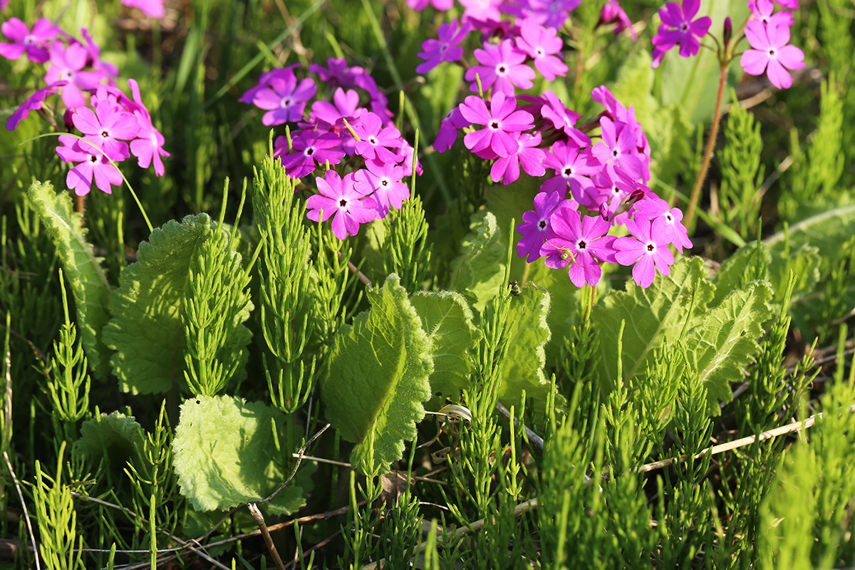 Image of Primula patens specimen.