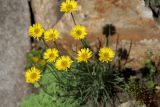 Erigeron linearis