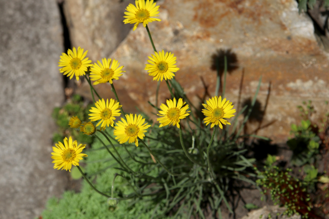 Image of Erigeron linearis specimen.