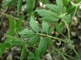 Caulophyllum robustum. Листья (абаксиальная сторона). Хабаровский край, г. Комсомольск-на-Амуре, дол. р. Силинка, лиственный лес. 20.05.2026.