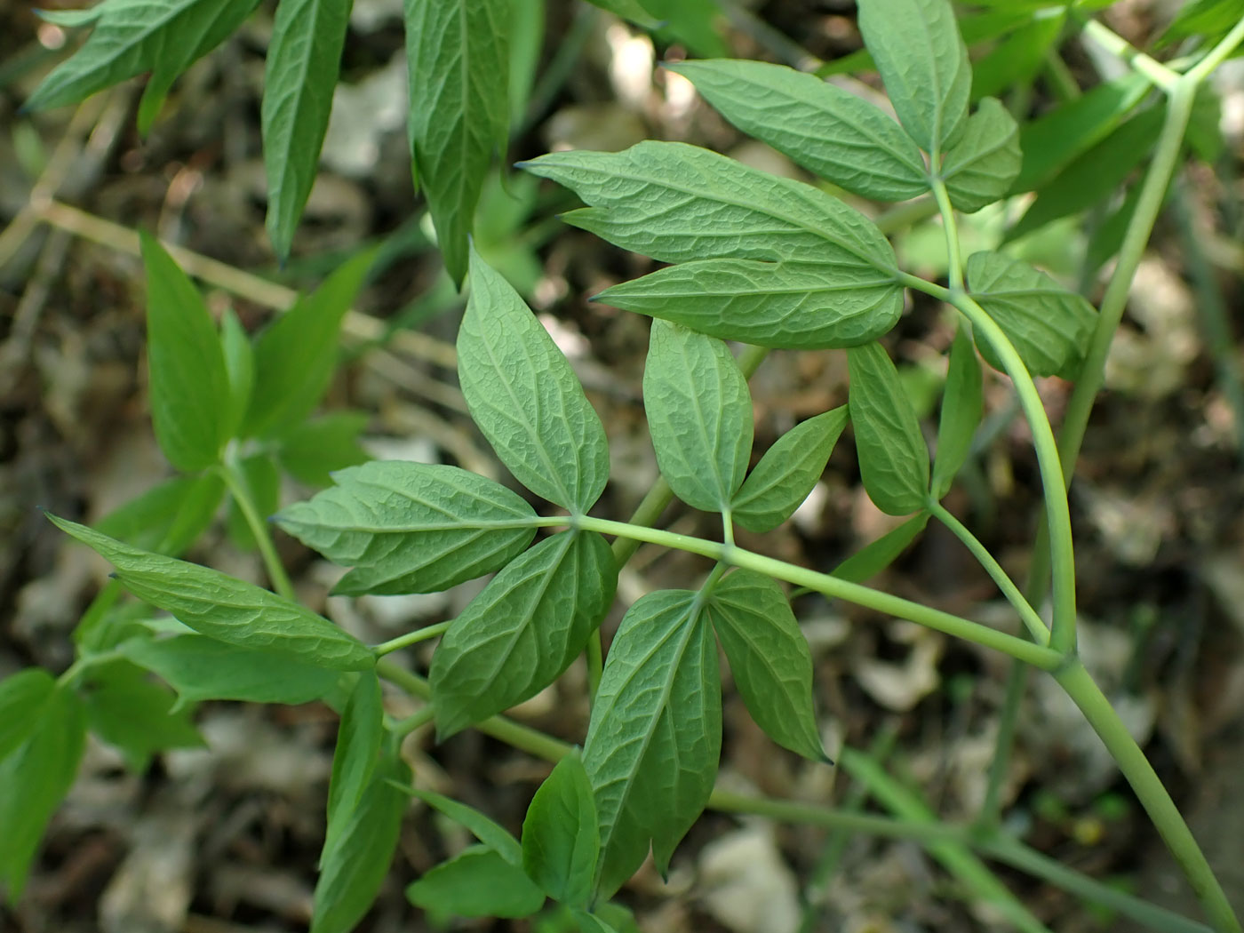 Image of Caulophyllum robustum specimen.