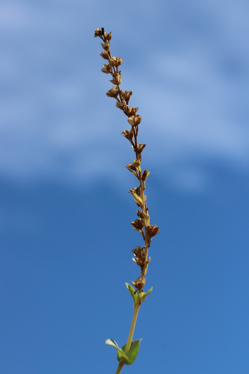 Изображение особи Veronica serpyllifolia.
