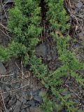 Juniperus davurica. Вегетирующие растения. Хабаровский край, Комсомольский р-н, с. Верхняя Эконь, скалистый берег р. Амур. 07.07.2026.