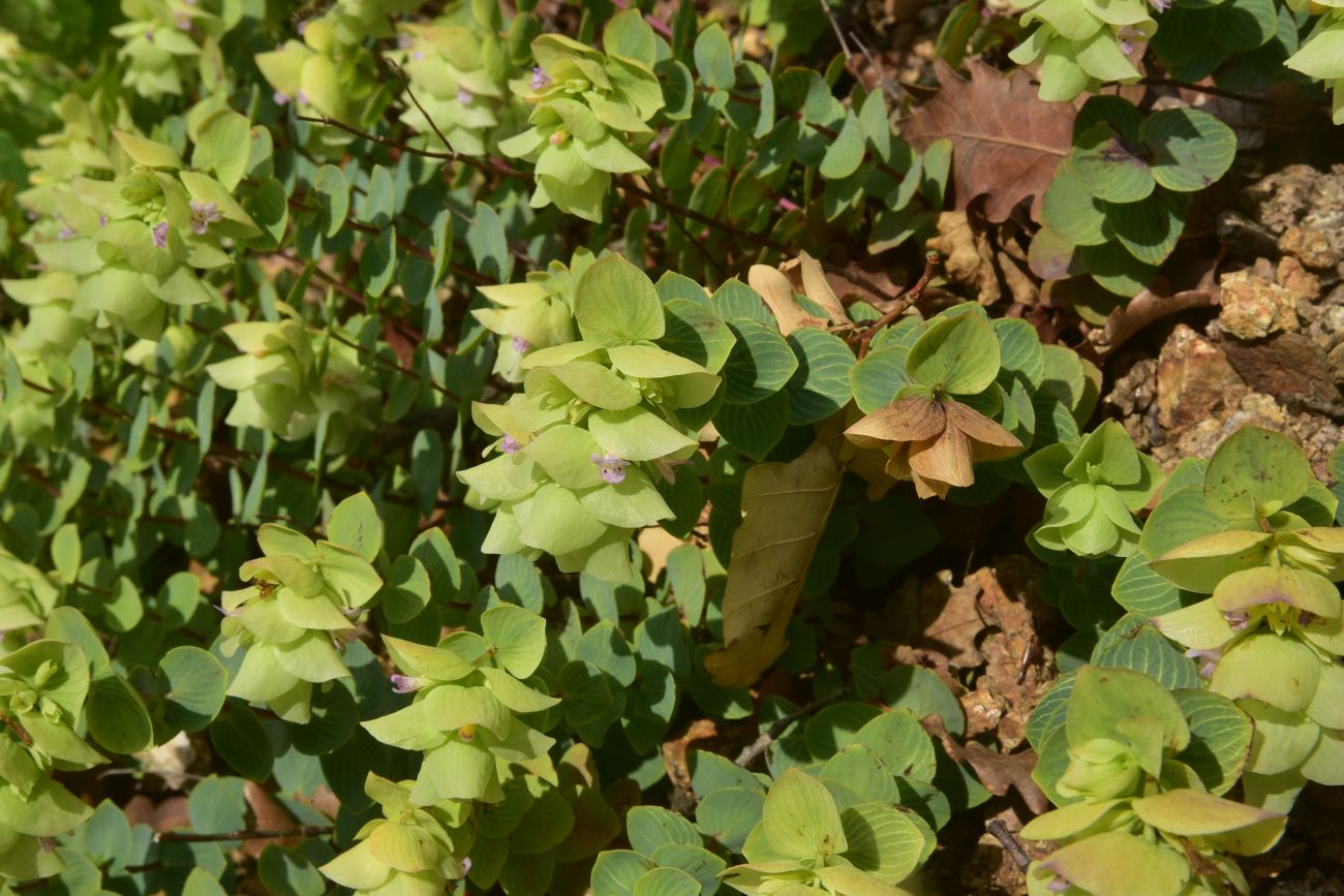 Image of Unknown species specimen.