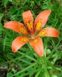 Lilium pensylvanicum. Верхушка цветущего побега. Хабаровский край, окр. г. Комсомольск-на-Амуре, опушка смешанного леса. 21.06.2026.