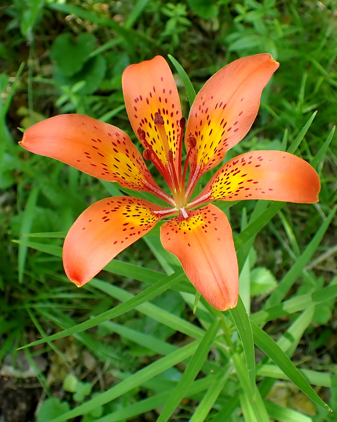 Image of Lilium pensylvanicum specimen.