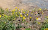 Helianthus annuus. Цветущие растения. Приморский край, г. Владивосток, гора Тюменская, окр. Нагорного парка, каменная россыпь. 10.09.2026.